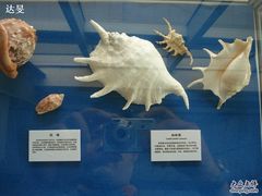 贝类展品-上海海洋大学鱼文化博物馆(军工路校区)
