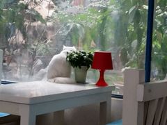 android_upload_pic-Anne猫窝咖啡屋