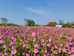 -花开海上生态园