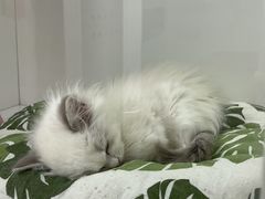 -青奢宠物·青奢猫舍