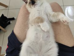 -鼓捣猫呢主题猫咖店