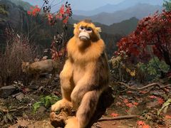 -陕西自然博物馆