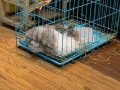 -志龙皇冠吃货椰子铺