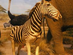 -陕西自然博物馆