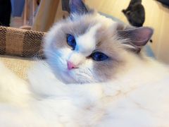 -momokira米努特·德文卷毛猫·棉花面纱犬
