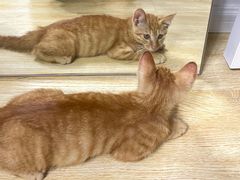 -派特宠物医院(圆融广场店)