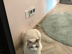 -酷豆宠物咖啡·宠物美食·撸猫馆