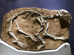 -国家自然博物馆