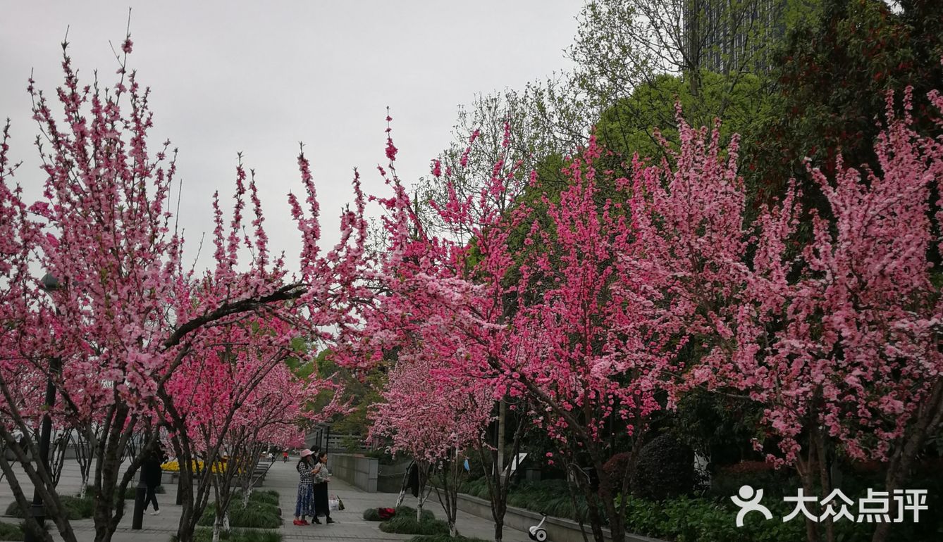 闻涛路樱花大道