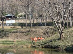 -合肥野生动物园