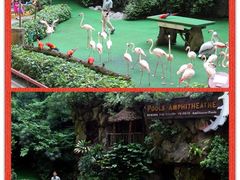-新加坡飞禽公园