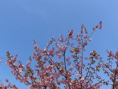 -顾村公园