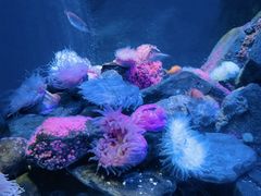 -新加坡海洋生态馆