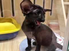-momokira米努特·德文卷毛猫·棉花面纱犬