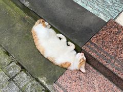 -碗碗羊肉(松石北路店)