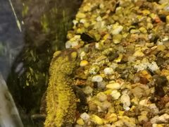 -上海大自然野生昆虫馆(东方明珠·爬宠昆虫探索中心)