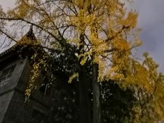 -四川大学(华西校区)