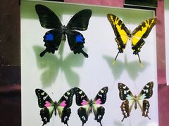 -上海昆虫博物馆