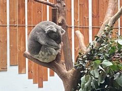 -鸡鸣汤包(红山动物园店)