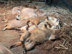 -Zoolung Zoolung动物主题公园(海信广场店)