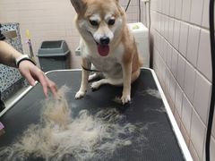 -FAELING PETS美天灵宠物(富力广场店)