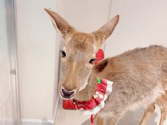 -怪兽屋·羊驼·猫咖·狗咖(俊华广场店)