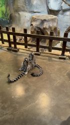 -Zoolung Zoolung动物主题公园(海信广场店)