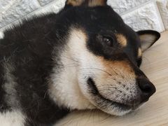 -喜柴咖啡·柴犬狗咖