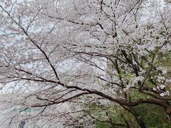 -武汉大学-樱园