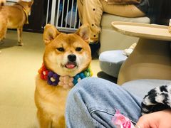 -逗柴咖啡屋·狗咖猫咖宠物桌游