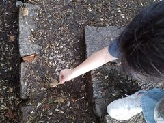 -五营红松林海景区