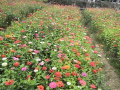 -田园东方蜜桃村的田野营地