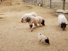 -秦皇岛野生动物园