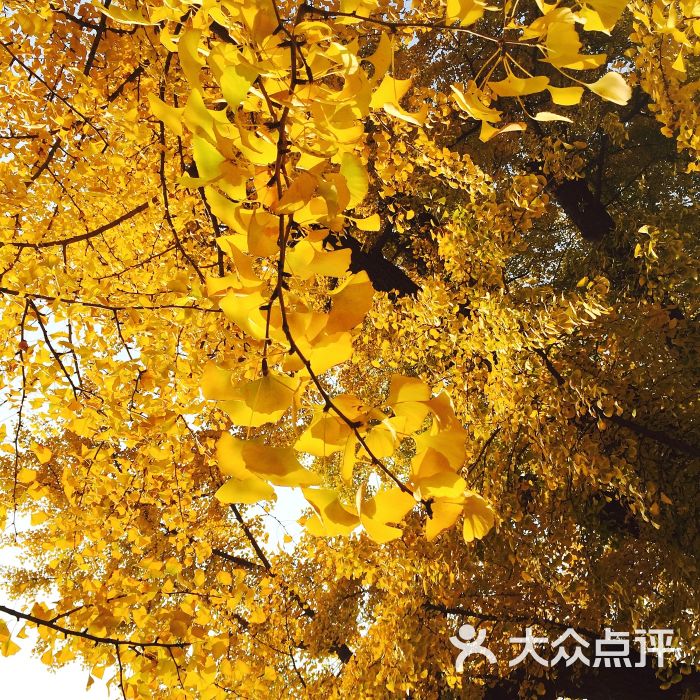 中国国家图书馆(中关村总馆)图片 - 第13张