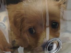 -瑞派康怡24h宠物医院·犬猫医疗中心·微创绝育(瑞景分院)