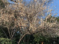 -桃花岛景观公园