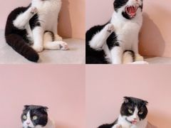 -猫儿山۰猫主题餐厅