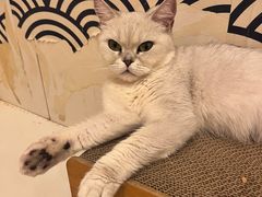 -Let's go狗咖·猫咖·奶狗·桌游(春熙路IFS店)
