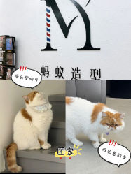-蚂蚁造型俱乐部