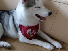 桃心-Husky Go! 哈士奇体验馆·宠物咖啡厅狗咖