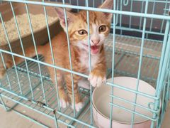 -创凡宠物医院·骨专科  猫科中心(西乡分院)