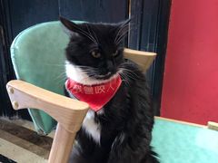-猫色咖啡·猫咖