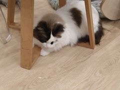 -有喵·猫咖·狗咖·30几只猫10只小狗(岗厦店)