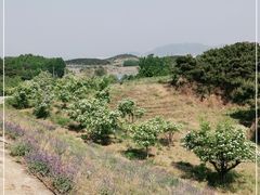 -密云玫瑰情园