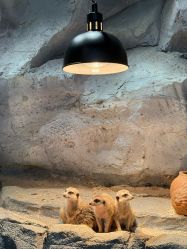 -Zoolung Zoolung动物主题公园(海信广场店)