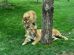 -北京野生动物园