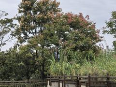 -郑东新区湿地公园