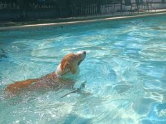 -汪说喵讲宠物乐园宠物酒店(红星美凯龙店)