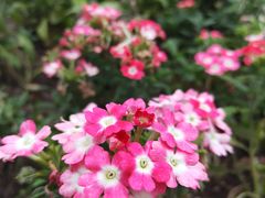 -长春公园(普阳街道)