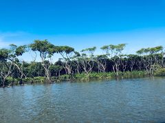 -东寨港红树林旅游区
